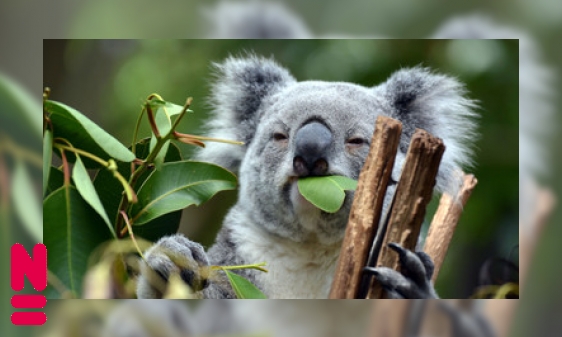 Waarom jonge koala’s de poep van hun moeder eten