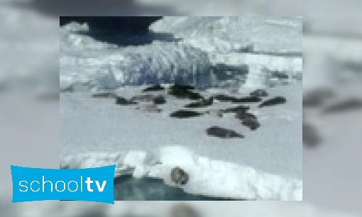 Plaatje Geboorte van zeehonden