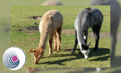 Plaatje Spreekbeurt over de lama en alpaca