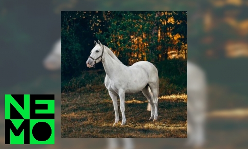 Plaatje Waarom heeft Sinterklaas een paard?