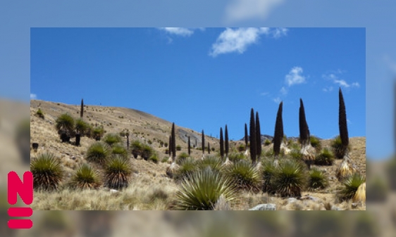 Plaatje De grootste bromelia: Puya raimondii