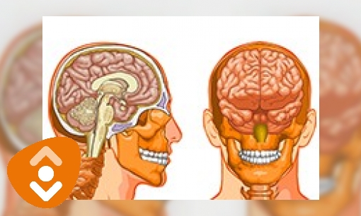 Plaatje Hersenen en het zenuwstelsel