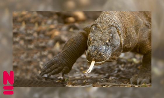 Plaatje Hoe de komodovaraan een hert vangt