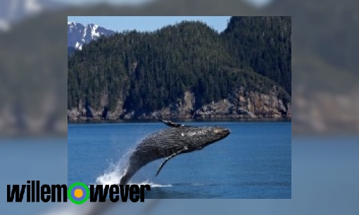 Plaatje Hoe groot is een walvis?