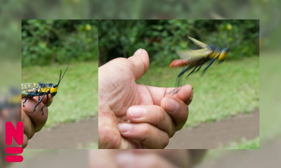 Plaatje Hoe springen insecten?