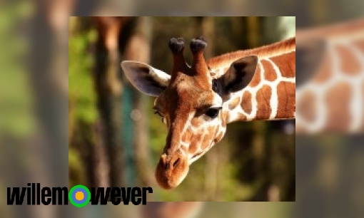 Plaatje Hoe komt het dat giraffen een lange nek hebben?