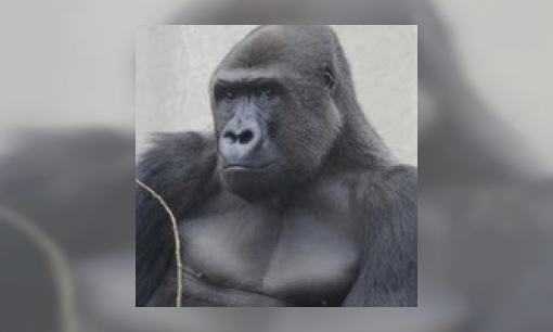 Gorilla