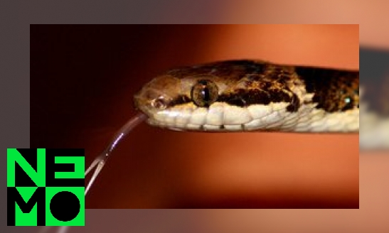 Plaatje Waarom heeft een slang een gespleten tong?