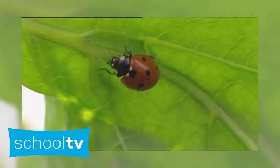 Nieuws uit de Natuur ; Nieuw Leven