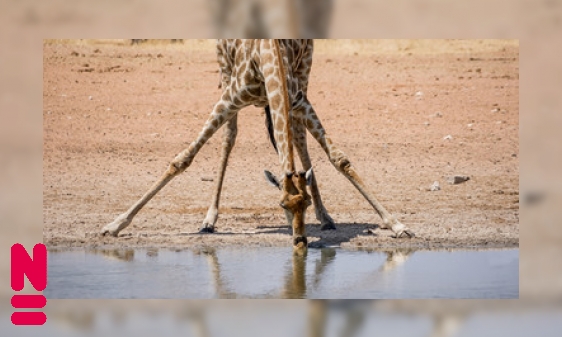 Plaatje De okapi en de giraffe
