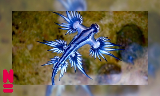 Plaatje De Blauwe Draak, een zeenaaktslak met kwallengif