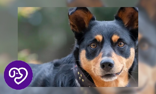 Plaatje Australian Kelpie