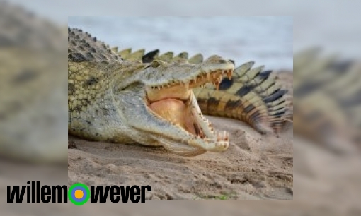 Plaatje Hoe broedt een krokodil zijn eieren uit?
