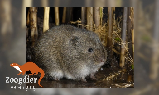 Plaatje Noordse woelmuis