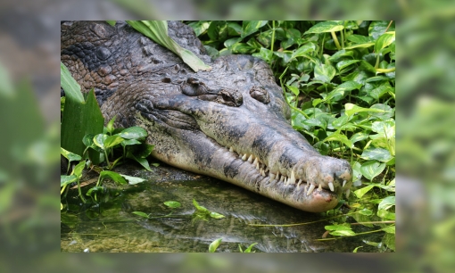 Plaatje Dieren in Artis