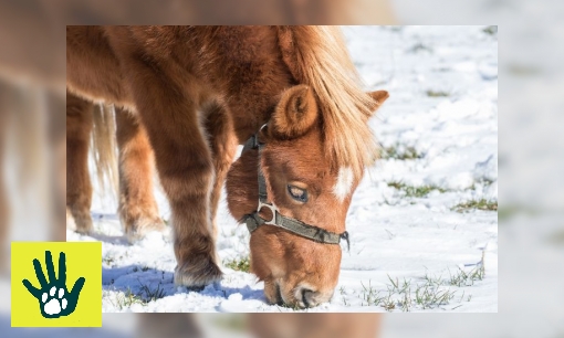 Spreekbeurt over dieren in winter