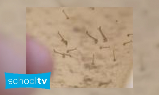 Plaatje Hoe groeit een mug?