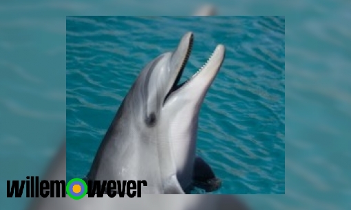 Plaatje Hoe redden dolfijnen mensen?