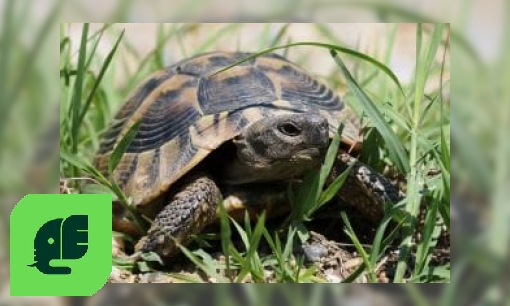 Plaatje Griekse landschildpad