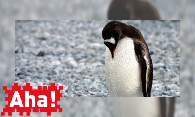 Plaatje Hoe blijft een pinguïn droog en warm?