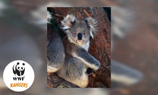 Plaatje De koala