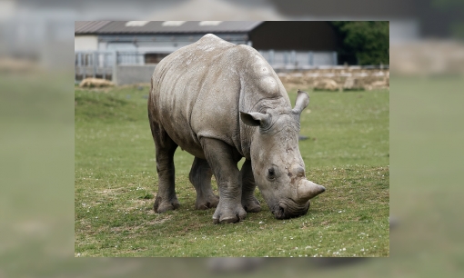 Plaatje Witte- of breedlipneushoorn