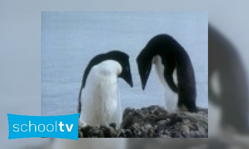 Plaatje Parende pinguïns