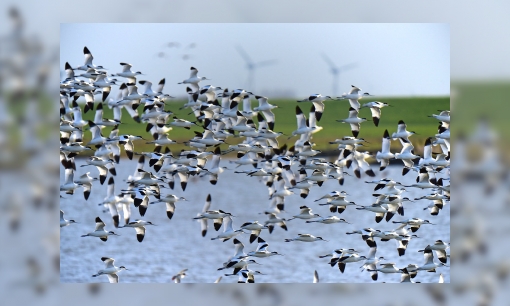 Plaatje Werkstuk vogeltrek