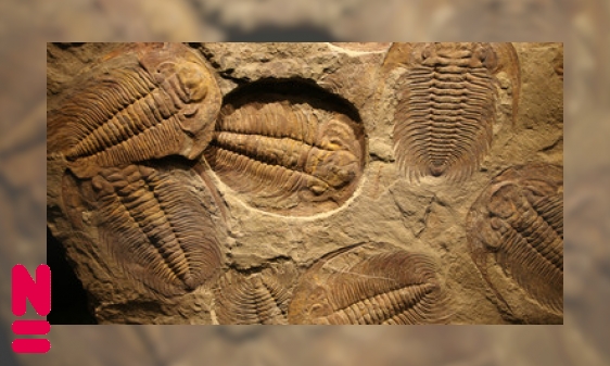 Plaatje Trilobieten: veelzijdige dieren