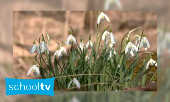 Plaatje Hoe weet je dat het lente wordt?