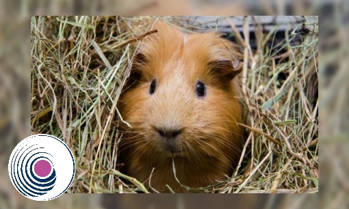 Cavia