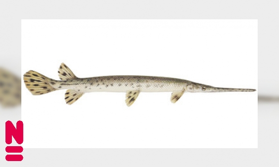 Plaatje De kaaimansnoek: Een gepantserde roofvis uit de dinotijd