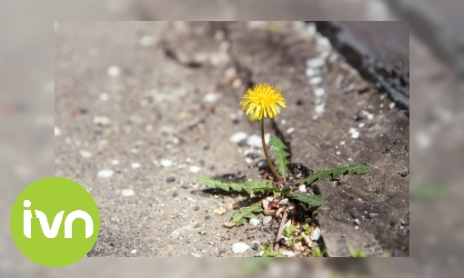 Plaatje Botanisch stoepkrijten