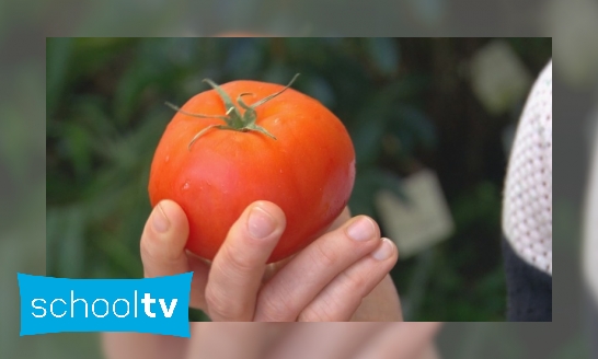 Plaatje Wat is de oudste tomaat ter wereld?