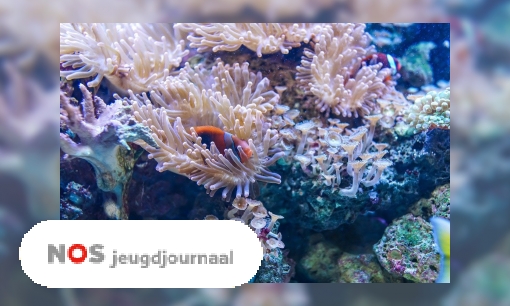 Plaatje Nieuw koraalrif ontdekt diep in de zee