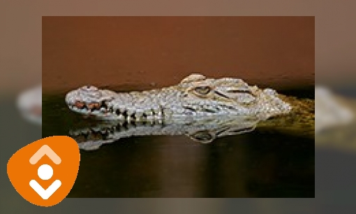 Plaatje Krokodillen