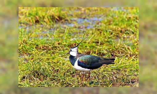 Plaatje Werkstuk weidevogels