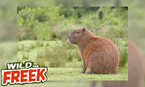 Capibara