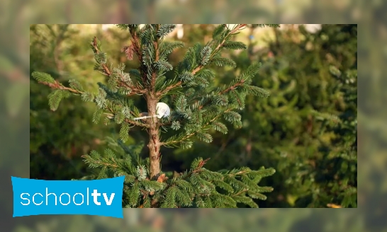 Wat is een duurzame kerstboom?