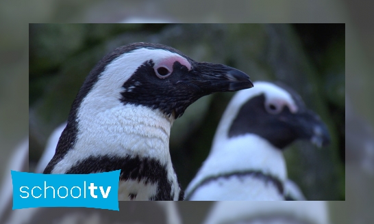 Leven pinguïns alleen in koude gebieden?