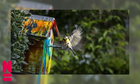 Plaatje Biodiversiteit verdient rommel