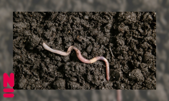 Plaatje Doodgravers, pissebedden en mollen: een tuin vol leven