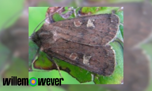 Plaatje Zijn er in de natuur dingen/planten die van nature vierkant zijn.