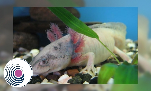 Plaatje Spreekbeurt Axolotl