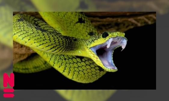 Plaatje Unieke eigenschappen van de slangenkop
