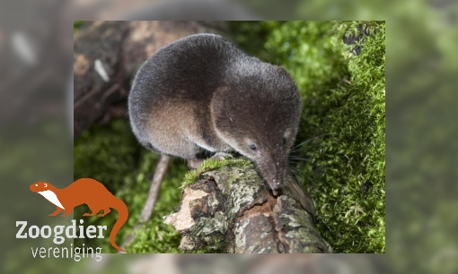 Plaatje Gewone bosspitsmuis