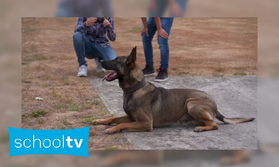 Waarom kunnen honden zo goed ruiken?