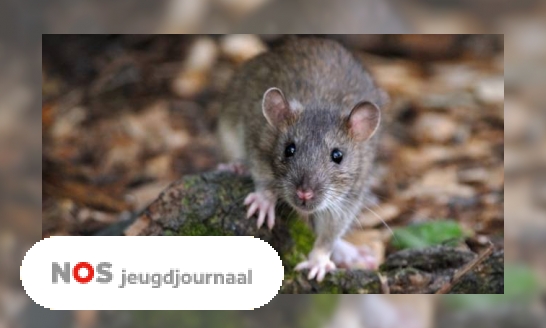Rattenplaag in Parijs: ze zitten overal
