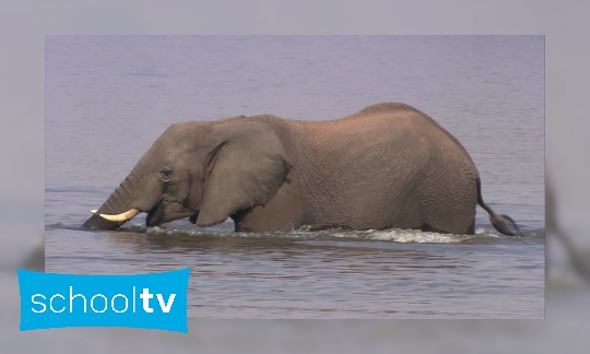 Plaatje Hoe houden dieren zichzelf op temperatuur?