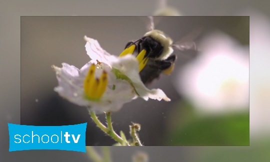 Plaatje Wat zijn pollen?